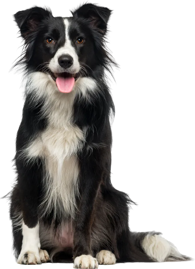 Border Collie adult dog with Migos maintenance health benefits – gut health, shiny fur, strong bones, healthy heart and immune support.