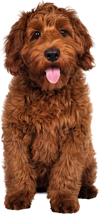 Cobberdog puppy with Migos puppy health benefits – gut health, shiny fur, strong bones, healthy heart, sustained growth.