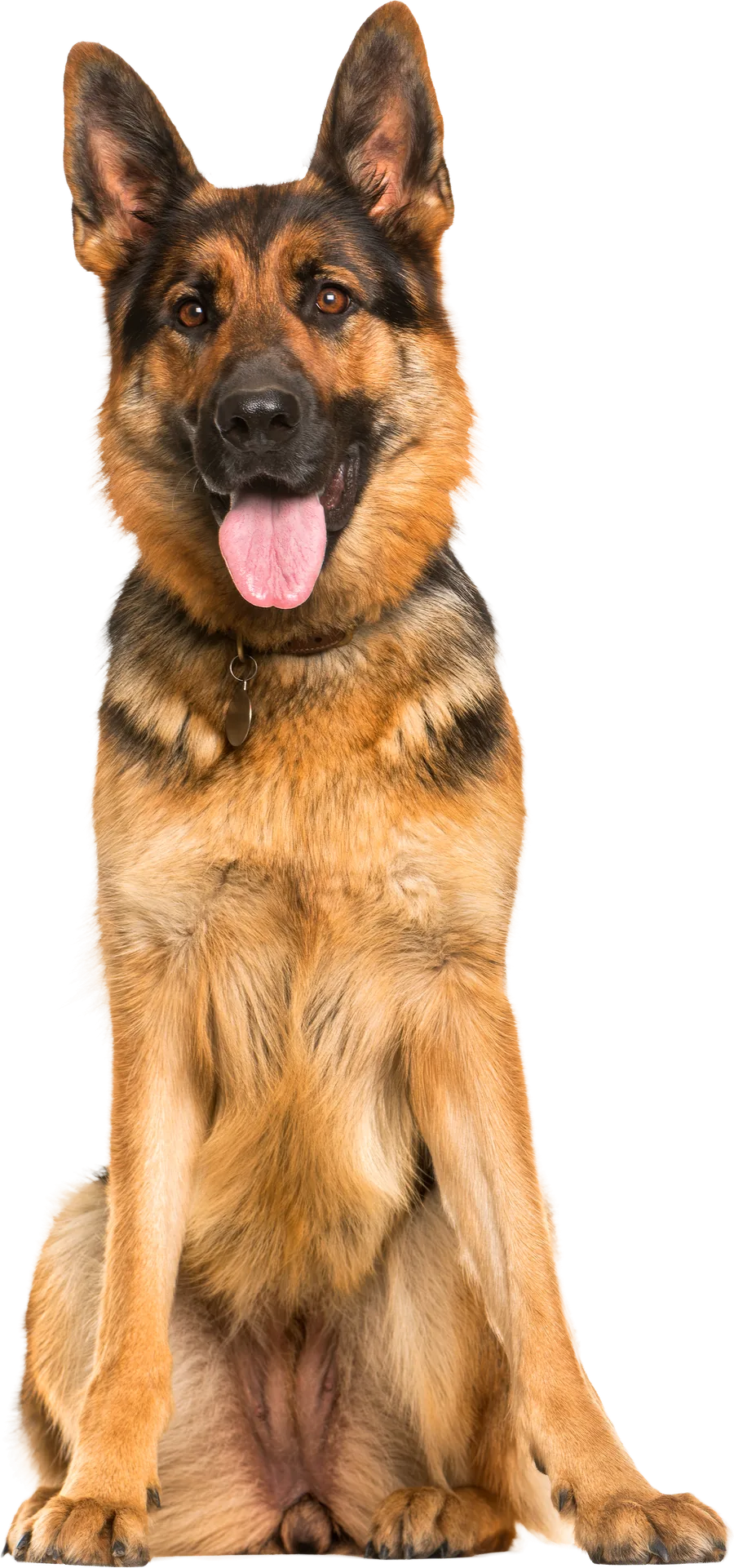 German Shepherd dog with Migos high energy health benefits – shiny fur, energy boost, healthy heart, gut health and strong bones.