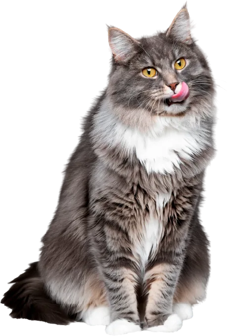 Maine Coon cat with Migos cat supreme health benefits – gut health, shiny fur, strong bones, healthy heart and immune support.